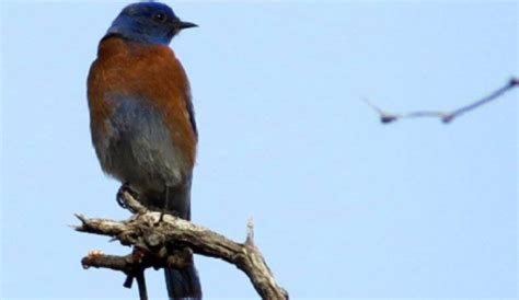 lv bluebird|western bluebirds in vegas.